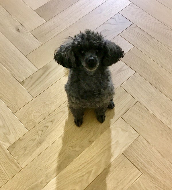 Puudeli Puudelicatessenin takana